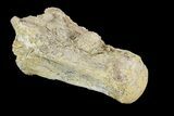 Mosasaur (Platecarpus) Dorsal Vertebra - Kansas #93761-1